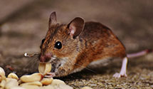 24 Hour & Emergency Exterminators in Murfreesboro, NC